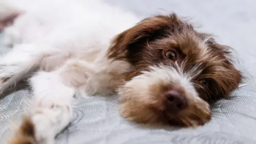 Animali domestici oggi: come sono cambiate davvero le attenzioni che dedichiamo ai nostri compagni di vita