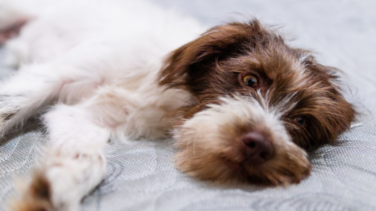 Animali domestici oggi: come sono cambiate davvero le attenzioni che dedichiamo ai nostri compagni di vita